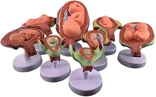 Medical Anatomical Fetus Development Model 8 SeriesEmbryonic Fetal Development Model, Period of Gestation Model Removable Parts, Fetus True Proportion of The Human BOD
