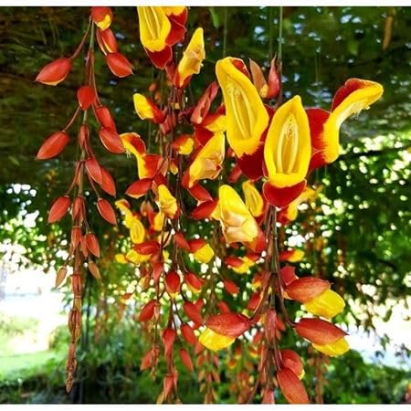100pcs Yellow Thunbergia coccinea Flower Seeds