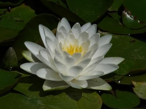 Ninfea 'Perry’s Double White' – Pianta Acquatica Viva a Radice Nuda Fiore Bianco Doppio e Pieno – Per Laghetti e Stagni – Fioritura Estiva – Coltivata in Italia