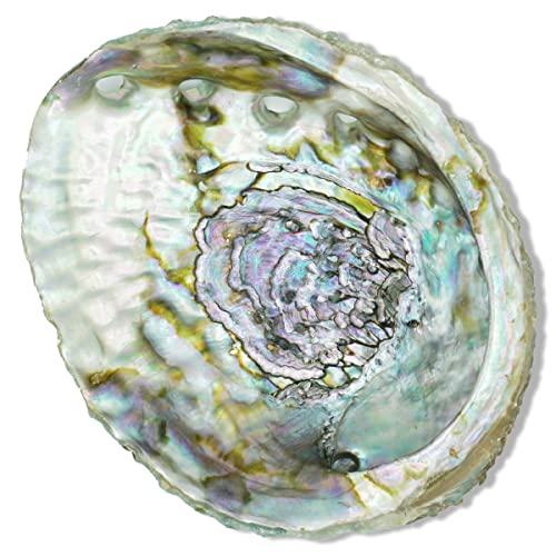 ESPOIR & AMOUR Abalone Shell for Home Decor - Spiritual Abalone Shell for Smudging, Healing and Ritual - Hand-Picked Smudge Bowl - Sustainably Harvested 4.5-5 Inch Abalone Shells Incense Holder