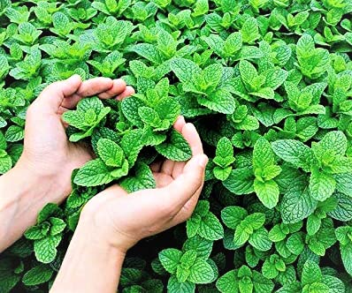 Gromax India Green Fresh Pudina Mint Herb Plant Seeds Hybrid Seeds Best For Home Gardening And Planting (B0C2888YJF) Amazon Price History, Amazon Price Tracker