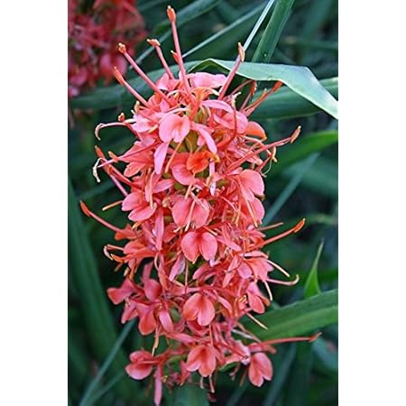 Seedsnpots Hedychium Butterfly Ginger Lily Bulbs Pack Of 4 Mix Color Amazon In Garden Outdoors