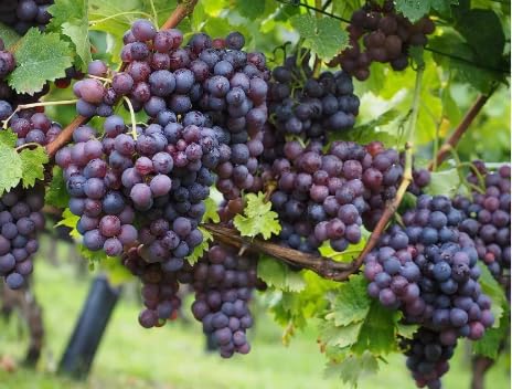 Green view New Seedless Sweet Green Grape Fruit Air Layered plant, Angoor Plant "Special Variety" (Fruit After 1 Year) With Pot for Home Garden (Moondrop Black) (B0CRB3TYW8) Amazon Price History, Amazon Price Tracker