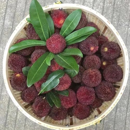 Semi di Myrica rubra,da frutto,per luoghi soleggiati semi biologici,resistenti all'esterno da frutto colonnari 30pcs