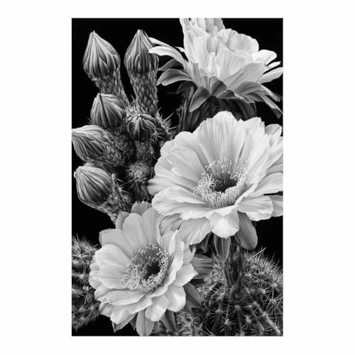 Fleur de cactus affiche noir et blanc HOQIU grand format pour habiller un mur vide