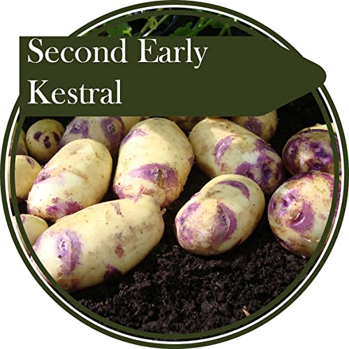 Tubérculos de patata de 2 kg - Cernícalo - Segunda papa temprana - Produce patatas con pieles enteras atractivas.