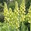 Fritillaria Imperialis White