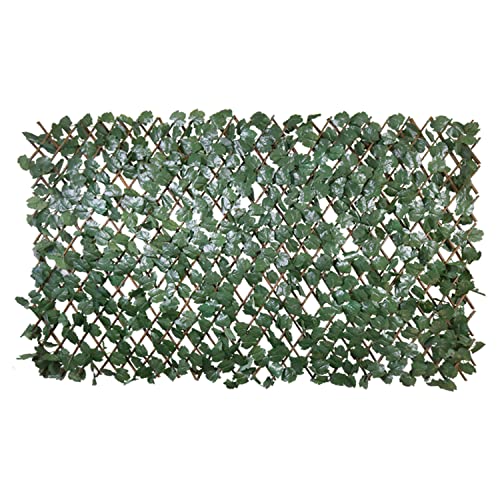 Find The Best Plant For Privacy Screen Reviews & Comparison Katynel