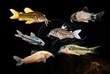 Swimming Creatures 3 PCS Assorted Corydoras Mix, Freshwater Aquarium Catfish Live Arrival Guarantee (2-3 Kinds Mix)