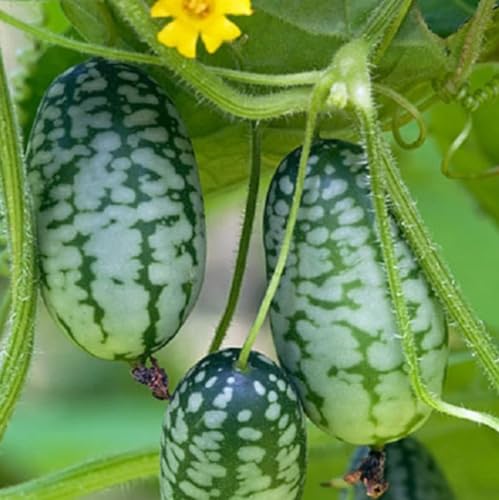 25PCS Mouse Melon Seeds Mexican Sour Gherkin Fruit Seeds Annual Fruit Seeds