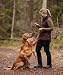 Pinewood Damen Wilda Stretch Shell Hose - Outdoorhose Damen aus Wind- und wasserdichtem Material - atmungsaktiv und bequem mit Stretch, ideal für Wanderungen und Hundesport