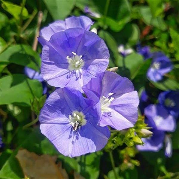 PLNZLY Jacquemontia Creeper Plants (Pack of 2) Live Plants (B09SWD4WNH) Amazon Price History, Amazon Price Tracker