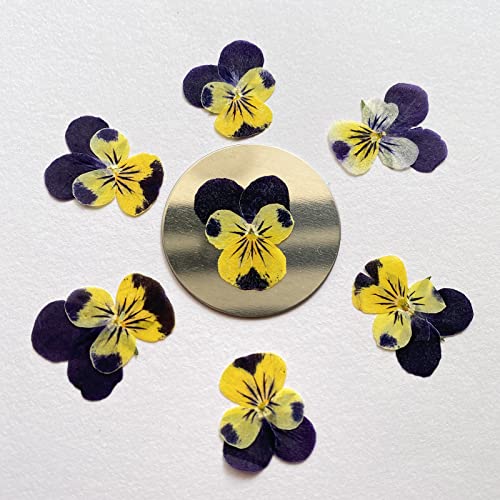Flores prensadas secas Natural Pansy 12 pcs miniatura 3