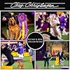 Chris Christensen Smart Style The Cure Brushing & Styling Milk, Dog Conditioner, Groom Like a Professional, 128 oz