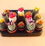  5 plantas de cactus con flores en macetas de 5,5 cm