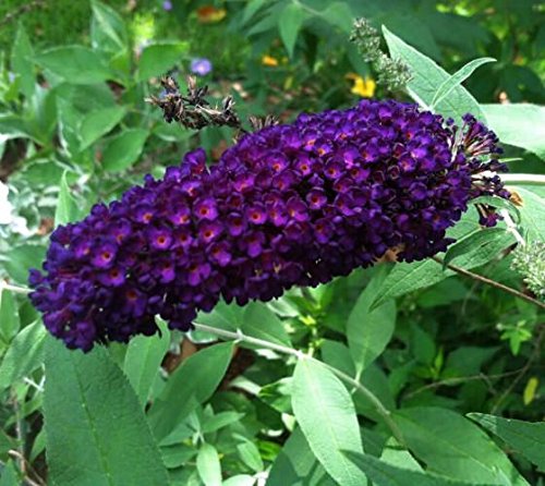 Black Knight Butterfly Bush