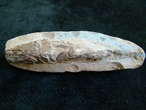Flo2121 Racoleps Fish Fossil