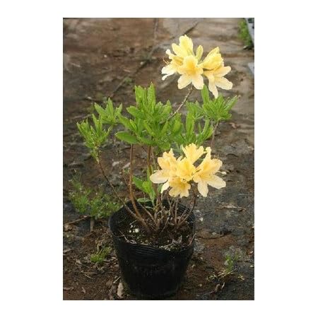 Amazon 黄花レンゲツツジ 5号ポット 植木