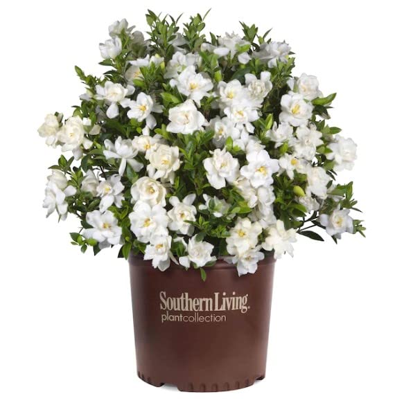 DECOALIVE Gardenia o Jazmín del Cabo Planta Arbustiva Natural, 8435712016186