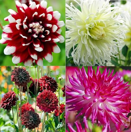 Delightful Dahlia Flower Bulb Mix (6 Pack of Top Size Bulbs) - Huge Exotic Showy Blooms -...