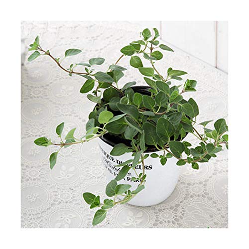観葉植物 ハーブ苗 オレガノ 品種おまかせ ３号 １ポット 家庭菜園のレビュー クチコミとして参考になる投稿4枚 Roomclip Item