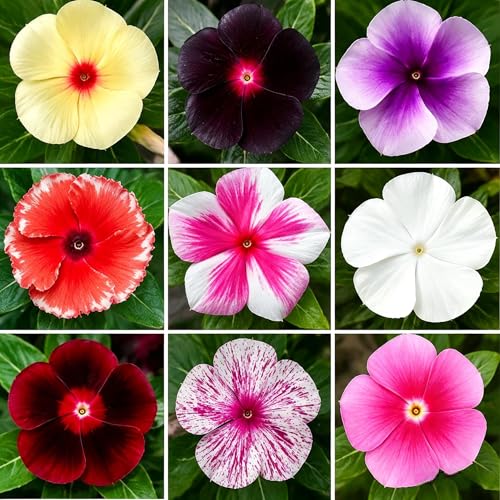 1050+ Mixed Color Vinca Rosea Seeds - Annual Ground Cover Periwinkle Flower Seeds for Indoor and Outdoor Planting - Heat Tolerant Summer Garden Blooms