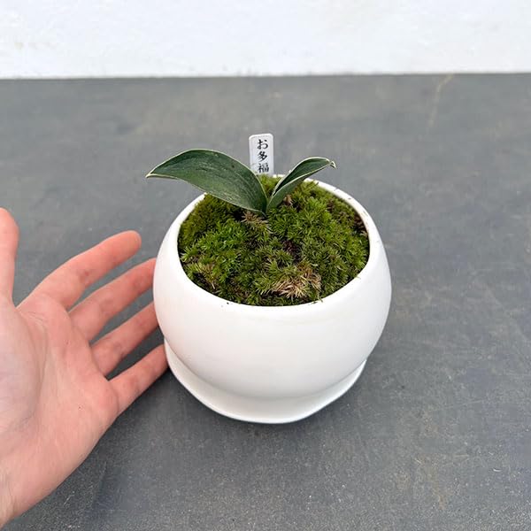 Amazon.co.jp: [ギフトに]オモト（万年青）：お多福[おたふく]・鉢植え