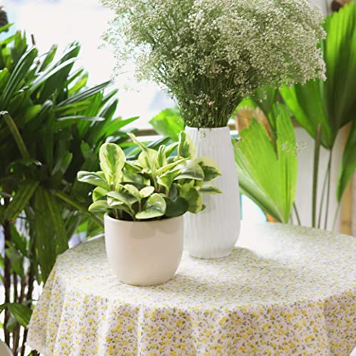 Variegated Baby Rubber Plant - Peperomia Obtusifolia Variegata (4" Grower Pot) - Air-Purifying, Easy To Grow Houseplant - Live Healthy Houseplant For Home Office Decoration #TOP3