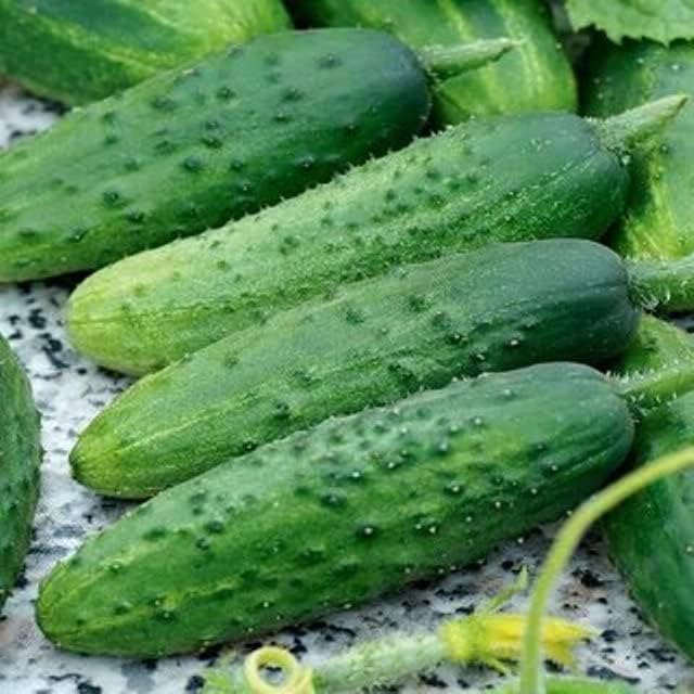 Miniatura 9 de Semillas de pepino autopolinizado Firm Secret F1 40 días para decapado híbrido sin OMG en interiores