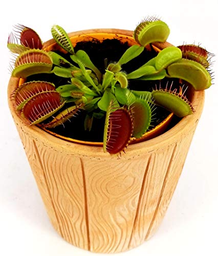 DIONAEA MUSCIPULA IN VASO COCCIO NATURALE, pianta vera