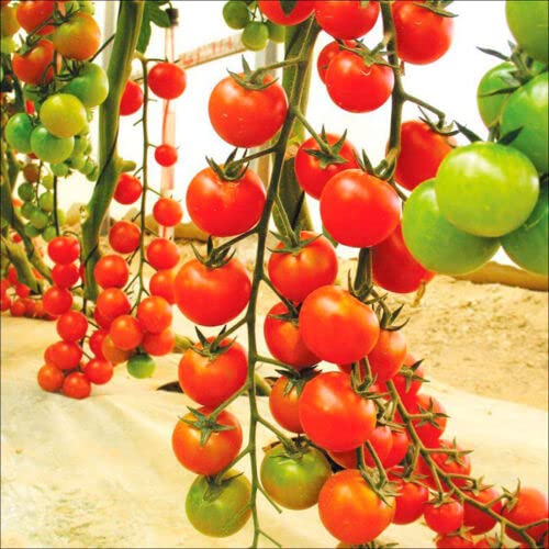 M-Tech Gardens Rare Hybrid Tomato " Red Vine " Exotic 100 Vegetable Seeds for Growing (B0BNTG2XLR) Amazon Price History, Amazon Price Tracker