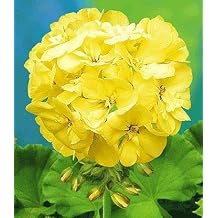 Generic Fresh 100 Pcs Geranium Flower Seed for Planting Dark Yellow