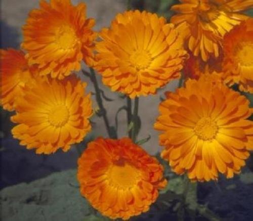 50 semi - Della Palla Arancione Caléndula Calendula Officinalis