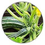 Calabacín Negro, Aprox. 50 Semillas, bajo en calorías, Rico en vitaminas, fácil de Cultivar, da Fruto después de 3 Meses