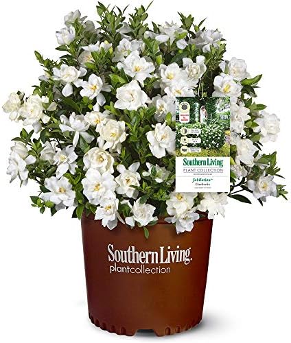 Southern Living Jublilation Gardenia, 2 Gal, Fragrant White Flowers