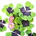 Oxalis Iron Cross Shamrock Bulbs Good Luck Plant - Fast Growing Year Round Color Indoors or Outdoors - 15 Robust Bulbs