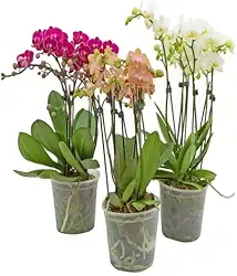 Vaso Pote 12 para Orquídeas Transparente Reforçado