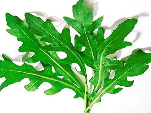 Miniatura 6 de Semillas de rúcula para plantar ensalada Rocket Herb Garden alrededor de 100 semillas