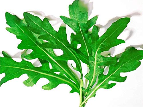 Arugula Seeds For Planting Salad Rocket Herb Garden Around 100 Seeds #TOP5