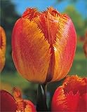 Blumenhandel Ullrich Gefranste Tulpen Fringed Solstice 10 Blumenzwiebeln