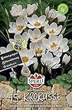 Sperli 458923 Krokus Ard Schenk (12 Stück) (Herbstblumenzwiebeln)