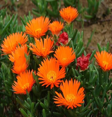 New Fresh 80pcs Orange Lampranthus Flower Seeds Fast Growing Suitable for Indoor & Outdoor Gardens
