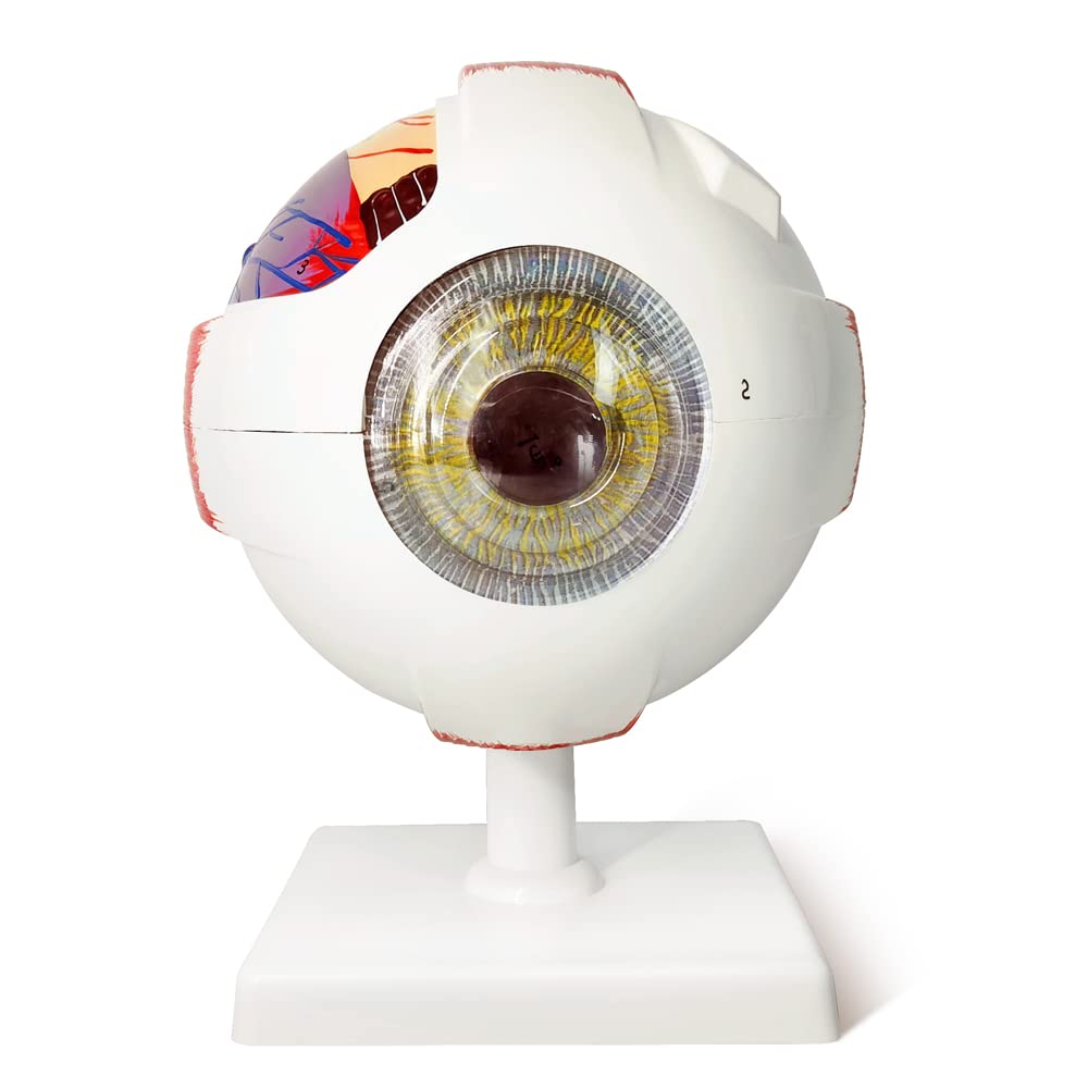 EVOTECH SCIENTIFIC Human Eye Anatomy Model, 6 Parts 6X Enlarged Eyeball Anatomical Model Shows Optic Nerves Cornea Iris Lens and Vitreous Body with Removable Stand for Medical Classroom Teaching Study