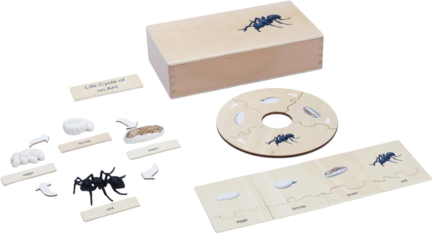 ancona Life Cycle- Butterfly, Spanish/English Bilingual, Montessori Preschool Memory Matching Game Box Set with Animal Figurines & Matching Puzzle Cards, Early Education Toy