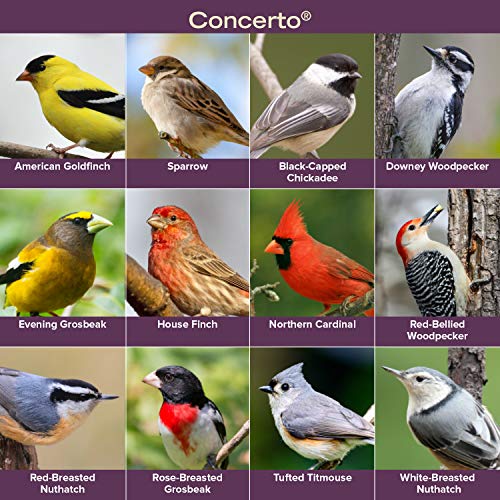 Blue Seal Concerto Wild Bird Seed | Premium High-Energy Blend | No Fillers, Corn-Free | Attracts a Wide Variety of Wild Outside Birds | Convenient Shell-Free Mix | Made in USA | 8 Pound Bag - Thumbnail 3