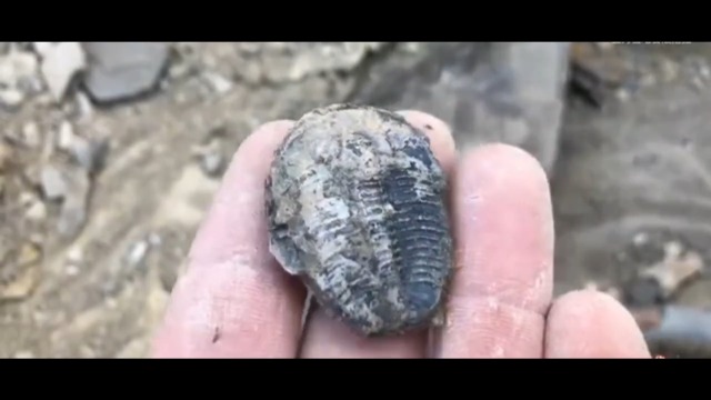 zonzxcv Trilobite Fossil Real Fossils Come from Western Hunan of China for Collections and Education (Information Card Included) - Image 8