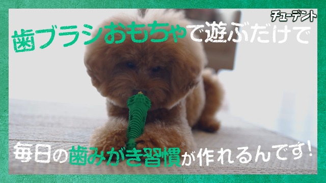 Amazon.co.jp: チューデント 歯みがきおもちゃ ボーン S 超小型