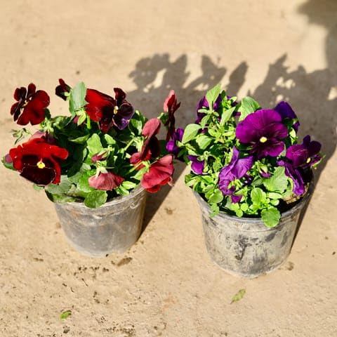 NATURE GARDEN Bloomify Plants Set of 2 - Pansy (Any Colour) in 6 Inch Plant Nursery Pot-image-25