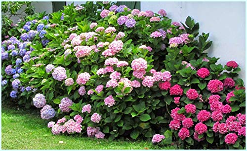 20 Semillas de Hortensia Mixta (Hydrangea Viburnum) Cover