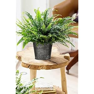 Briful 5 Size Galvanized Buckets Rustic Farmhouse Metal Bucket Galvanized Flower Bucket Home Indoor Outdoor Decorative Tin Planters (3.7In/3.9In/5.1In/5.9In/7.1In) Briful 5 Size Galvanized Buckets Rustic Farmhouse Metal Bucket Galvanized Flower Bucket Home Indoor Outdoor Decorative Tin Planters 37In39In51In59In71In